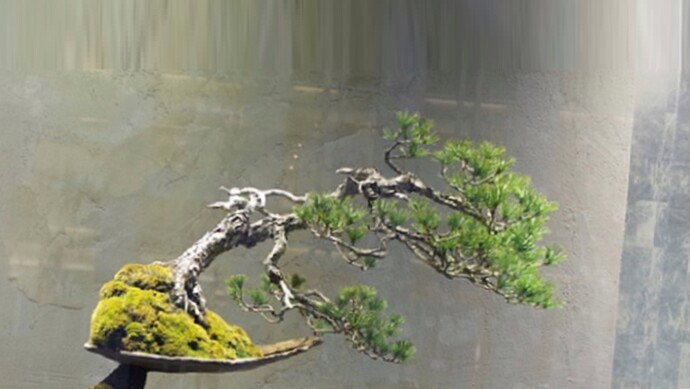 pinus pentaphylla masashi hirao