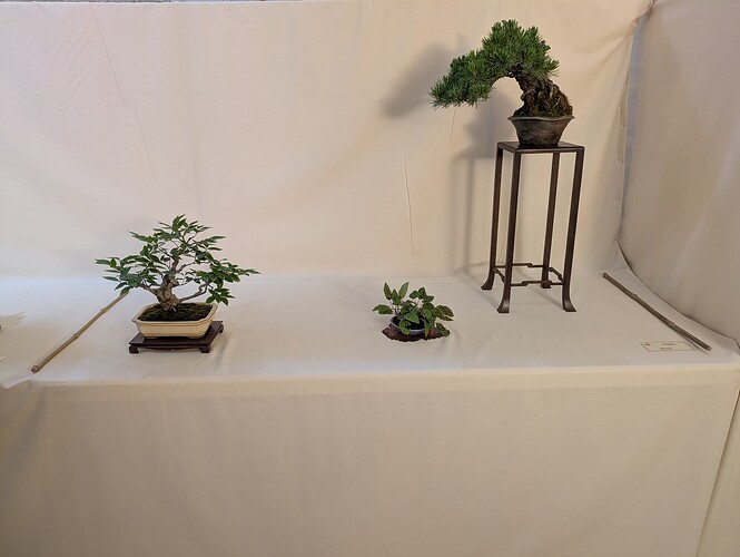 PXL_20250524_153123529