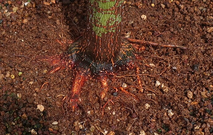 acer palmatum senkaki 2025 07 07 (6)