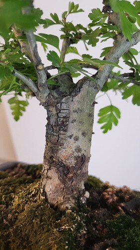 20250419_164817_resized