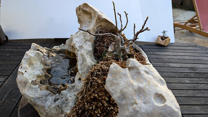 figuier pierre (8 sur 8)