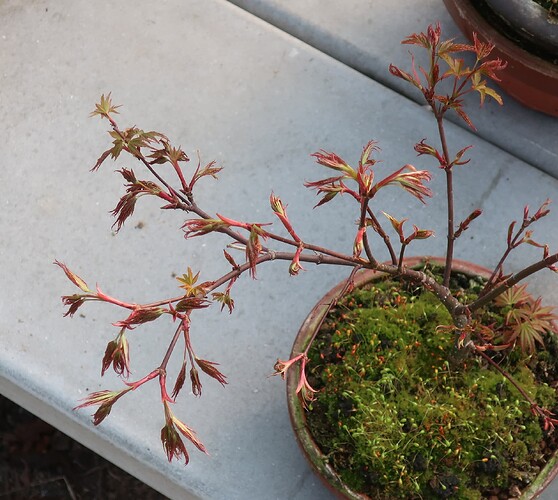 acer palmatum arakawa 2025 03 21 (2)