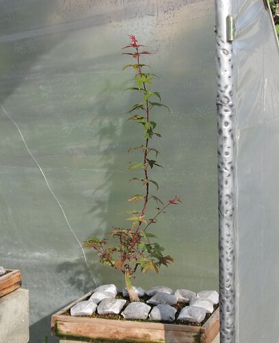 acer palmatum deshojo 2019 07 24  001