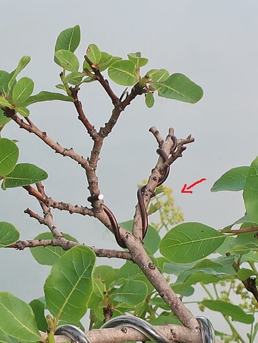2025 05 19 Cotinus coggygria (2)