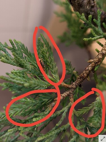 Screenshot_20251109_194448_com.android.chrome_edit_7190351187443