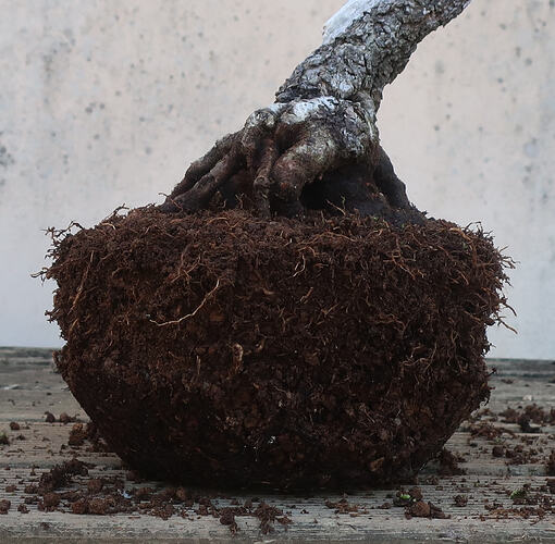 ste lucie 2026 03 19 (4)