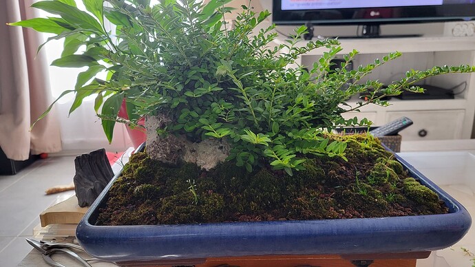 20250622_090922_resized