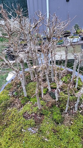 20250218_180004_resized