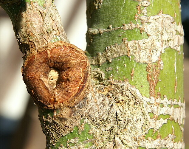 cicatrice basse 20250930