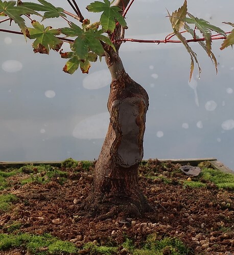 acer palmatum deshojo 2023 08 30 (8)