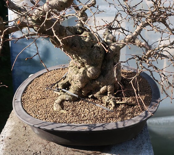 carpinus coreana 2025 03 13 (10)
