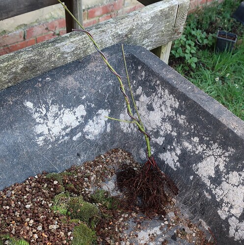 acer palmatum koto no ito 2021 02 24 (6)