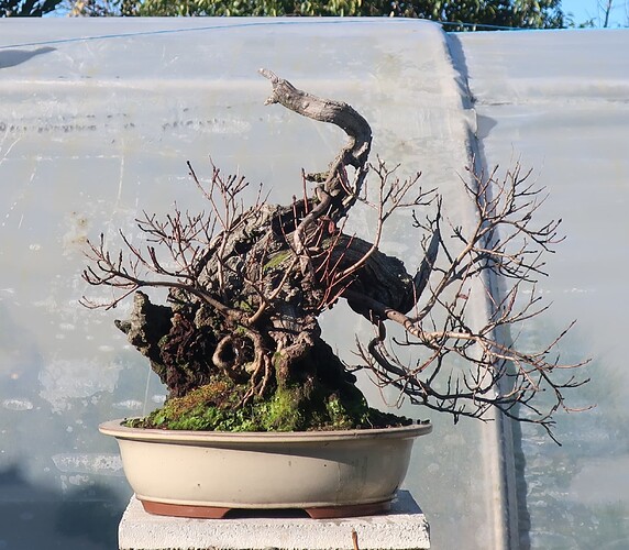 2024 11 29 Cotinus coggygria (4)