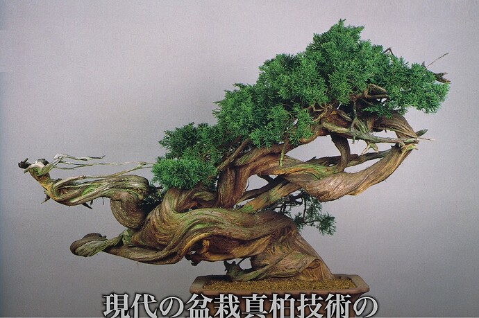 juniperus sargentii Toryu-no-Mai 3 (top20 Wabi Channel)