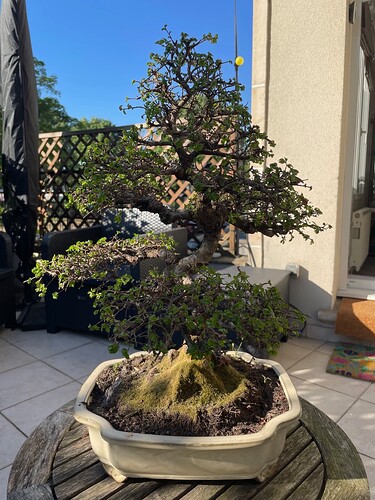 Bonsai 29apr25