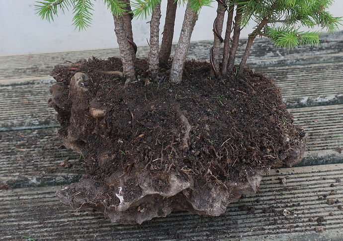 picea glehnii 2026 06 18 (3)