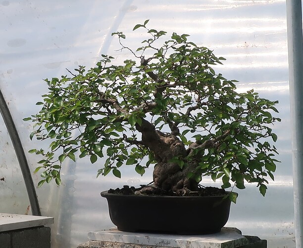 carpinus coreana 2025 04 29 (4)