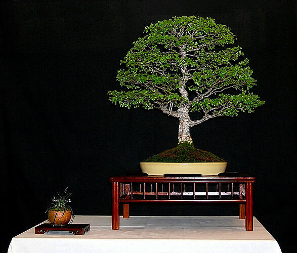 Photo22 012quatro(1)c