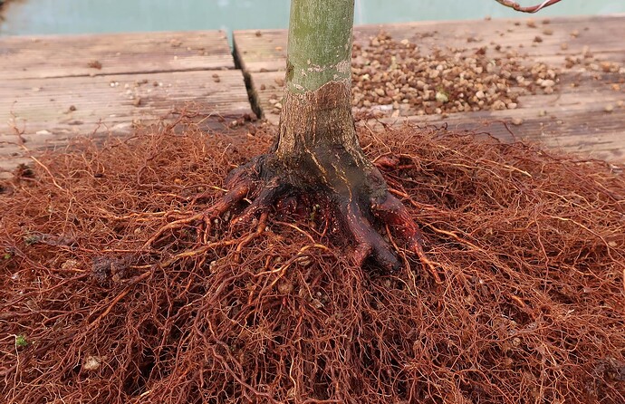 acer palmatum deshojo 2024 02  22 (6)