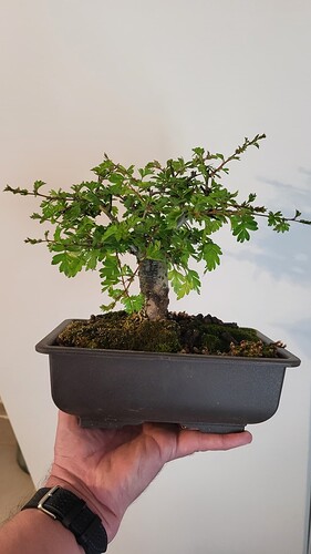 20250419_164513_resized