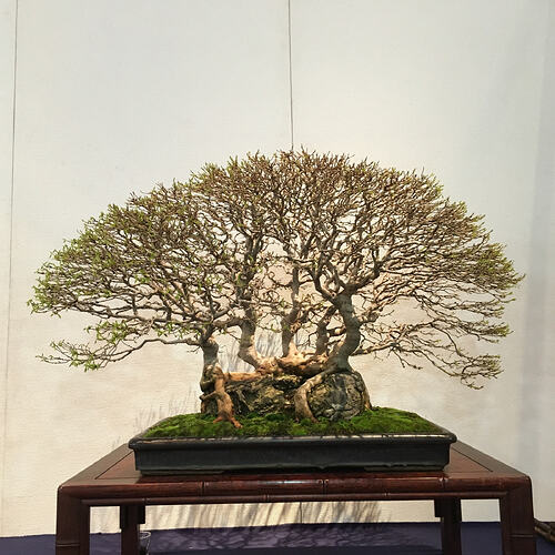 acer burger kokufu2021