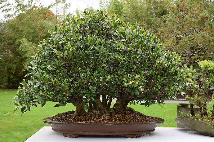 ficus10