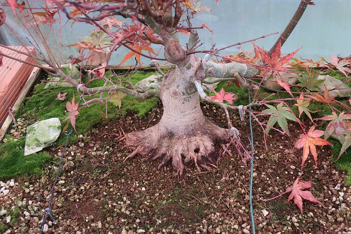acer palmatum beni tsukasa 2024 11 07 (2)