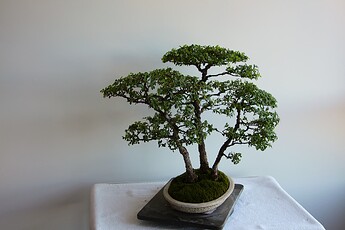 IMG_0989cc