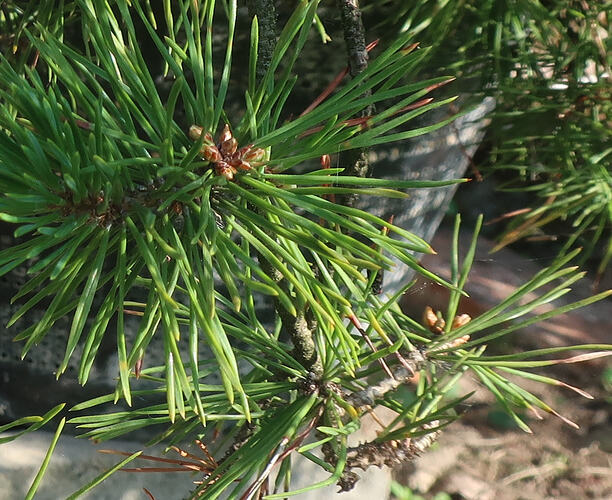 pin sylvestre sankan 2026 06 19 (3)