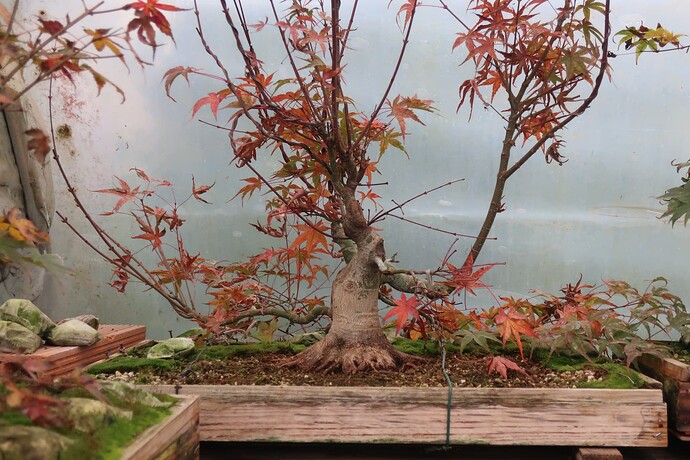 acer palmatum beni tsukasa 2024 11 07 (1)