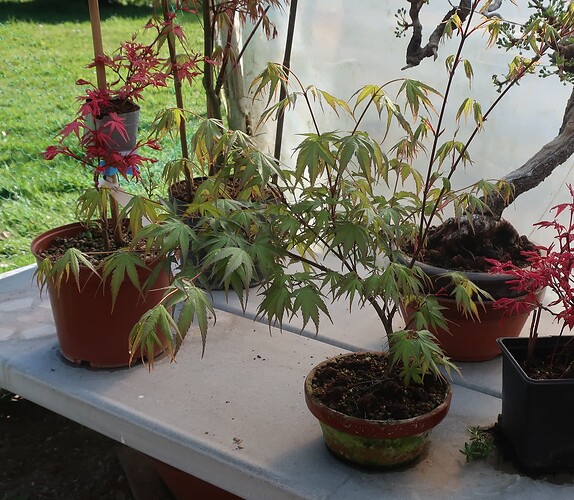 acer palmatum arakawa 2025 04 07