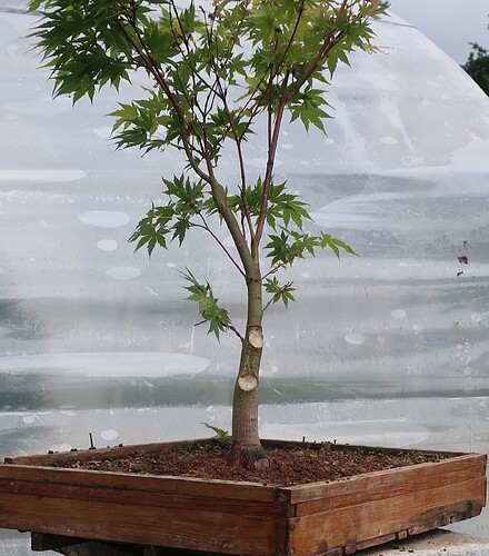 acer palmatum senkaki 2025 07 07 (9)