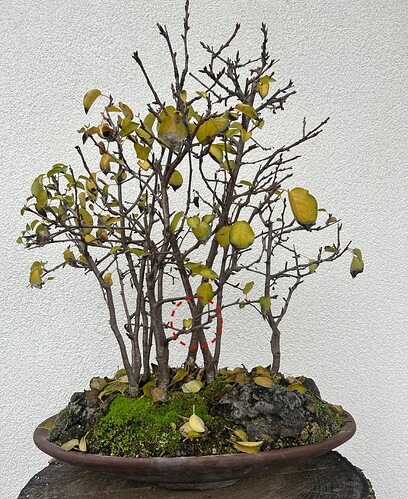 face 20251225 croisement