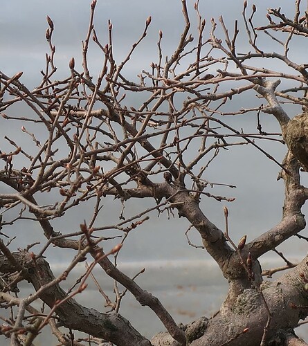 carpinus coreana 2025 03 17 (5)