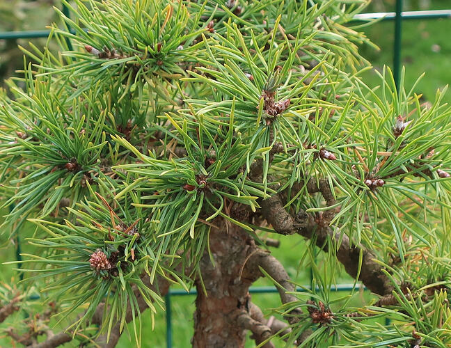 pin sylvestre lettré 2023 10 05 (1)