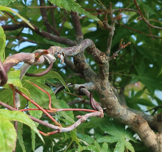 acer palmatum beni tsukasa 2020 05 06 001