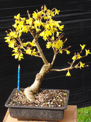 FORSYTHIA_fleurs_N2b
