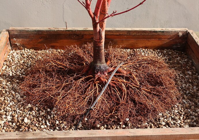 acer palmatum senkaki 2024 03 14 (7)