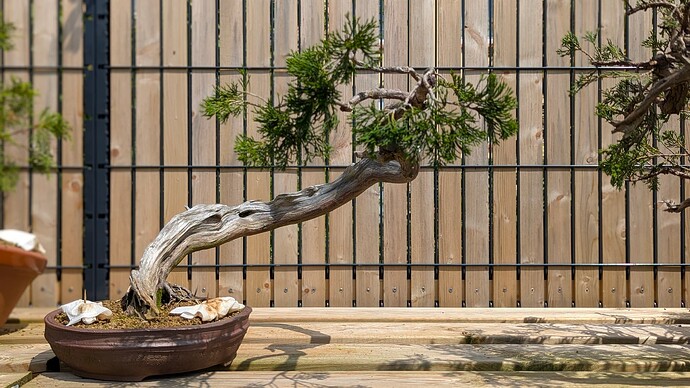 PXL_20250611_102521501.PORTRAIT