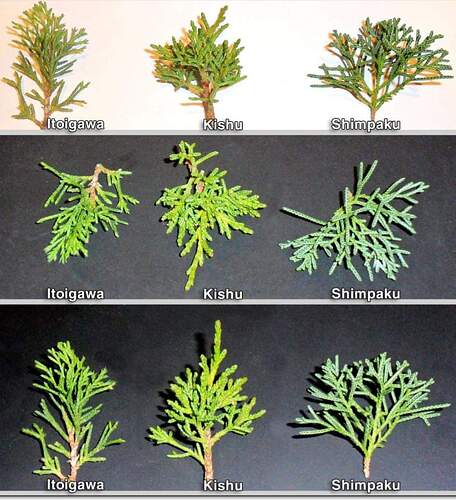 post-19114-0-80843000-1593501344