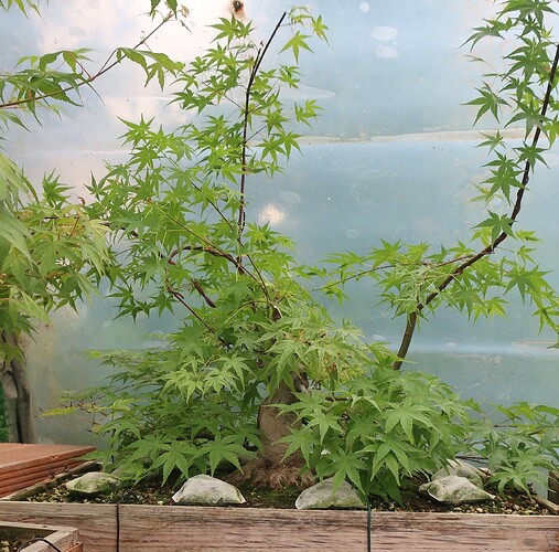 acer palmatum beni tsukasa 2025 05 21 (1)