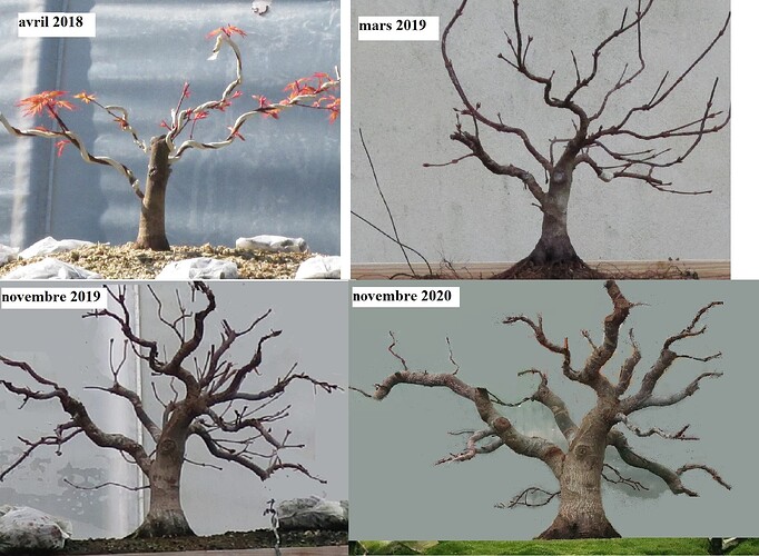 acer palmatum beni tsukasa 2020 11 09 004virt3