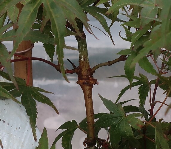 acer palmatum seigen 2025 07 07 (1)