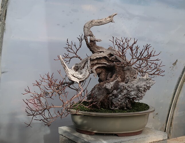 2025 10 31 Cotinus coggygria