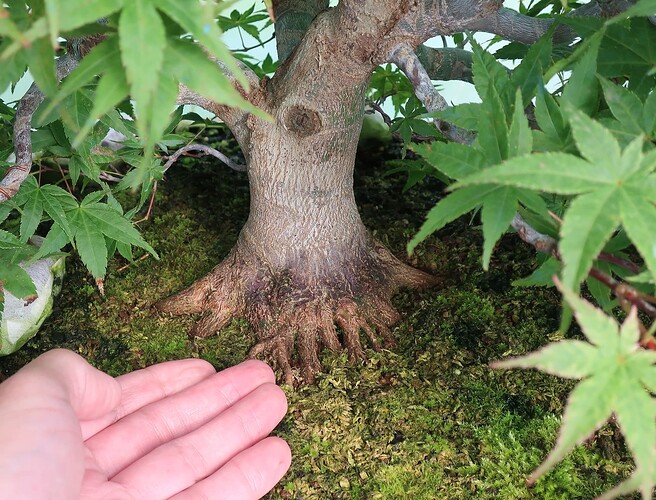 acer palmatum beni tsukasa 2021 08 04 003