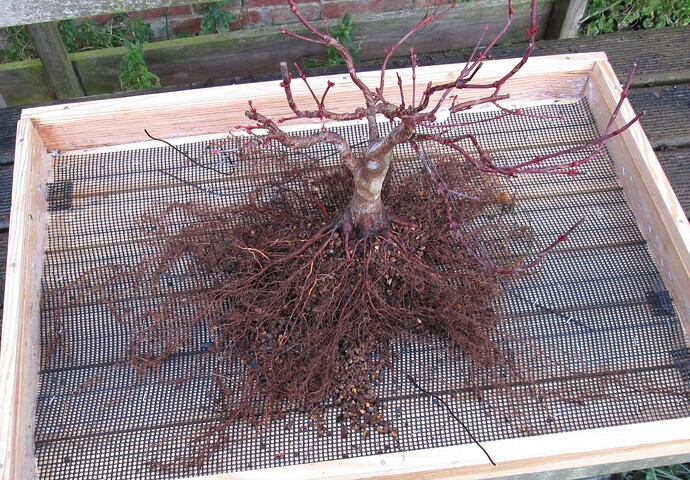 acer palmatum beni tsukasa 2019 03 07 001