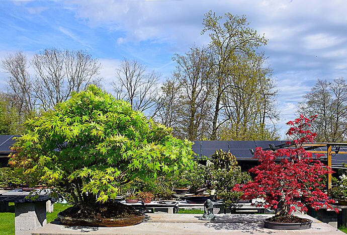 fleurs acer 4