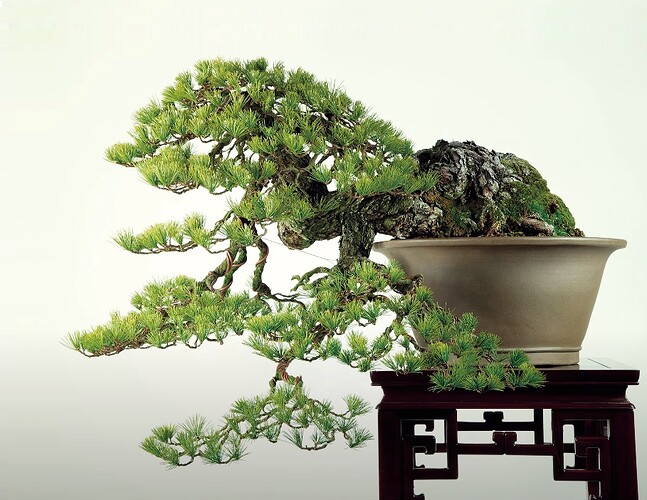 pinus pentaphylla (top20 Wabi Channel)