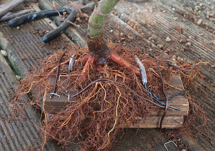 acer palmatum arakawa 2026 03 02 (7)