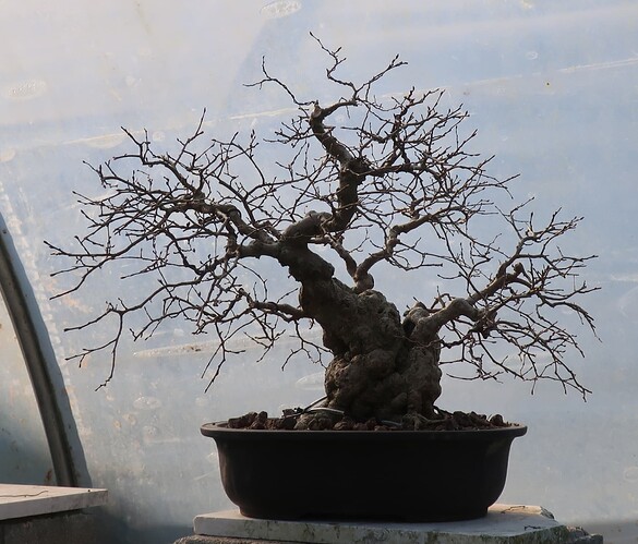 carpinus coreana 2025 03 17 (11)